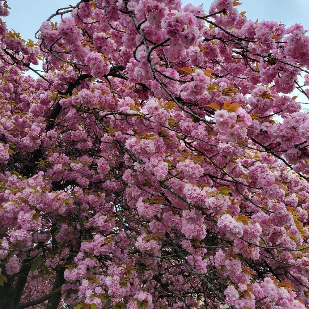 Meet your Posher, Carrie